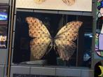 Vlinder met Louis Vuitton print, Huis en Inrichting, 50 tot 75 cm, Nieuw, Ophalen of Verzenden, Print