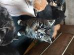 Boederijkatjes te koop, Dieren en Toebehoren, Meerdere dieren, Kortharig, 0 tot 2 jaar