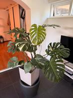 MONSTERA THAI CONSTELLATION, Ophalen, Overige soorten, Minder dan 100 cm