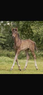 Aansprekend hengsten veulen Exteme US x Lord Leatherdale, Dieren en Toebehoren, Paarden, Hengst, 0 tot 2 jaar