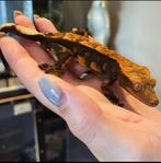Wimpergekko man halloween, Hagedis, Tam, 0 tot 2 jaar