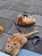 Rode kittens te koop, Dieren en Toebehoren, Katten en Kittens | Overige Katten