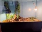 Te koop uniek terrarium!, Dieren en Toebehoren, Reptielen en Amfibieën | Toebehoren, Ophalen of Verzenden, Zo goed als nieuw, Terrarium of Paludarium