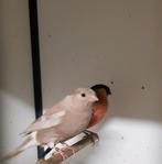 Koppel pastel x wildkleur goudvinken, Dieren en Toebehoren, Meerdere dieren