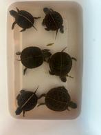 Chrysemys sp., Dieren en Toebehoren, Schildpad, 0 tot 2 jaar