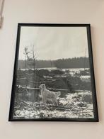 Poster hond, Ophalen of Verzenden