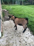 Mooie Geit, Dieren en Toebehoren, Schapen, Geiten en Varkens, Vrouwelijk, Geit