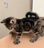 4 prachtige Cypers kittens, Dieren en Toebehoren, Katten en Kittens | Raskatten | Korthaar, Meerdere dieren, Ontwormd, 0 tot 2 jaar