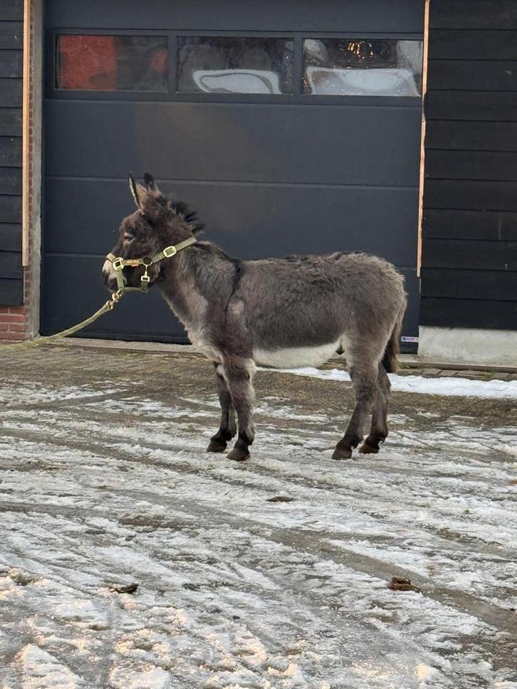 Kei gave mini ezel!(klein), Dieren en Toebehoren, Pony's, Hengst, Niet van toepassing, A pony (tot 1.17m), 3 tot 6 jaar, Gechipt