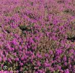 Kruiptijm, Thymus serpyllum, Ophalen of Verzenden, Zomer, Volle zon