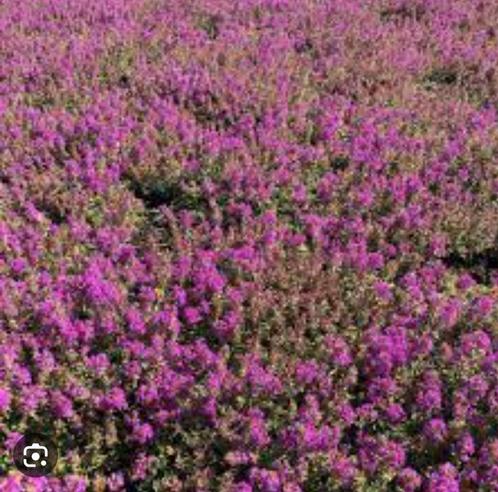 Kruiptijm, Thymus serpyllum, Tuin en Terras, Planten | Tuinplanten, Volle zon, Zomer, Ophalen of Verzenden