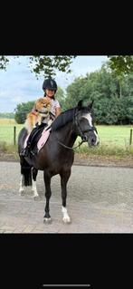 Super fijne eyecatcher C kinderpony /& A,B,C kinderpony’s, Dieren en Toebehoren, Pony's, Springpony, 11 jaar of ouder, Merrie