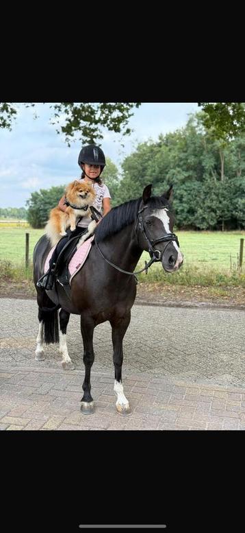 Super fijne eyecatcher C kinderpony /& A,B,C kinderpony’s beschikbaar voor biedingen