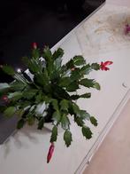 Bloeiende lidcactus rood bloemen, Ophalen, Halfschaduw, Minder dan 100 cm