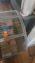 Dwergpapegaaitjes, Dieren en Toebehoren, Geslacht onbekend, Dwergpapegaai of Agapornis