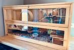 Te koop: Prachtig grote hamsterkooi incl. Goudhamster, Dieren en Toebehoren, Knaagdieren, Mannelijk, Hamster, Na 1 juli 2024, Tam