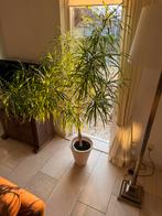 Grote kamerplant met stenen pot, ca. 150 cm hoog, Ophalen, Overige soorten, Halfschaduw, In pot