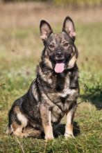 Kleine, vriendelijke jongen zoekt huis, Dieren en Toebehoren, Honden | Niet-rashonden, Particulier, Rabiës (hondsdolheid), Reu