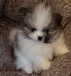 Te koop 2 hele mooie mini teefjes pomeriaantjes, Dieren en Toebehoren, Overige rassen, 8 tot 15 weken, Teef, Parvo