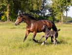 Zwarte hengst v One million, Dieren en Toebehoren, Paarden, Hengst, 0 tot 2 jaar