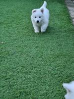 super mooie, lieve witte herder pups te koop, CDV (hondenziekte), 8 tot 15 weken, Meerdere, Meerdere dieren