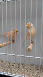 Koppel Harlekijn kanaries, Dieren en Toebehoren, Vogels | Kanaries, Meerdere dieren, Kleurkanarie
