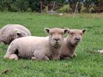 South down rammetjes, Dieren en Toebehoren, Schapen, Geiten en Varkens, Mannelijk, Schaap, 0 tot 2 jaar