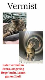 Kat Vermist Breda, Dieren en Toebehoren, Vermiste en Gevonden Dieren