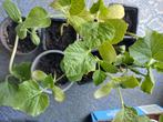 Moestuin plant-bottel gourd(calabash),Egg plant(Thai round), Tuin en Terras, Planten | Tuinplanten, Ophalen, Volle zon, Groenteplanten