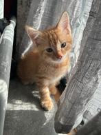 3 Leuke kittens zijn opzoek naar een nieuwe huisje, Dieren en Toebehoren, Katten en Kittens | Raskatten | Korthaar, Poes, Ontwormd