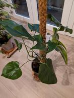 Monstera met pot en cocosstok, Ophalen, Halfschaduw, Minder dan 100 cm