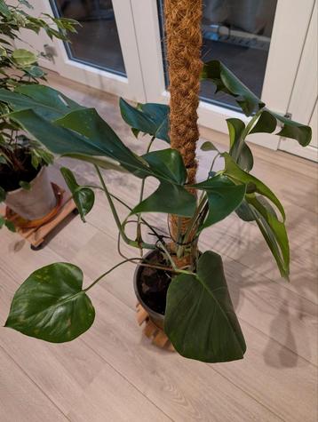 Monstera met pot en cocosstok beschikbaar voor biedingen