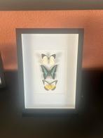Vlinder in lijst, Huis en Inrichting, Ophalen of Verzenden