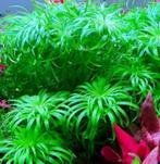 Syngonanthus sp. 'Belem', Verzenden, Nieuw, Plant(en), Steen of Hout
