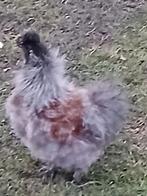 Zijdehoen haantje, Mannelijk, Kip