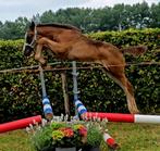 💥Ermitage Kalone💥x Chackfly x Comme Il, Dieren en Toebehoren, Springpaard, Minder dan 160 cm, 0 tot 2 jaar, Hengst