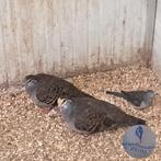 1-1 bronsvleugel duiven., Dieren en Toebehoren, Vogels | Overige Vogels, Meerdere dieren, Geringd