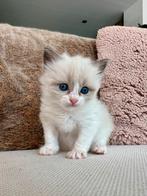 Ragdoll kitten, Dieren en Toebehoren, Katten en Kittens | Raskatten | Langhaar, Kater, Gechipt, 0 tot 2 jaar