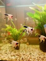 Maanvissen eigen kweek, Vis