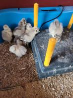 Zijdehoen kuikens, Dieren en Toebehoren, Pluimvee, Geslacht onbekend, Kip