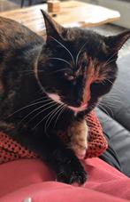 Lieve kat van 2,5 jaar oud zoekt nieuwe mandje, Dieren en Toebehoren, Katten en Kittens | Overige Katten, Poes, Kortharig, 0 tot 2 jaar