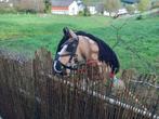 Viento hobbyhorse, Ophalen of Verzenden, Zo goed als nieuw, Knutselwerk