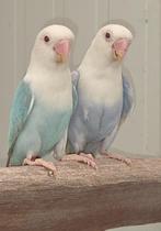 Fischeri pale fallow opaline blauwserie 2024, Dieren en Toebehoren, Vogels | Parkieten en Papegaaien, Meerdere dieren, Dwergpapegaai of Agapornis