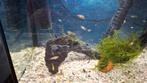 Platy, Vis
