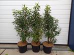 Portugese Laurier voor haag, stammen, bollen,, Tuin en Terras, Planten | Struiken en Hagen, Ophalen, Laurier, 100 tot 250 cm
