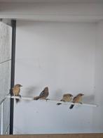 0-3 baardmannetjes, Vrouwelijk, Tropenvogel, Geringd