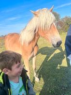 Haflinger hengst, 2 1/2 jaar, Dieren en Toebehoren, Hengst, Minder dan 160 cm, Recreatiepaard, 0 tot 2 jaar