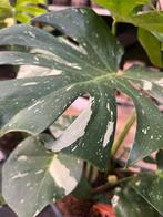 Monstera Thai Constellation XL, Ophalen, Overige soorten, Halfschaduw, In pot