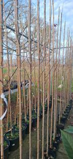 Prunus cerasifera 'nigra', roodbladige kerspruim, Ophalen, Lente, Volle zon, Overige soorten