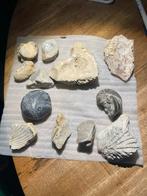 Fossielen Collectie van 12 versteende schelpen, Verzamelen, Ophalen of Verzenden, Fossiel